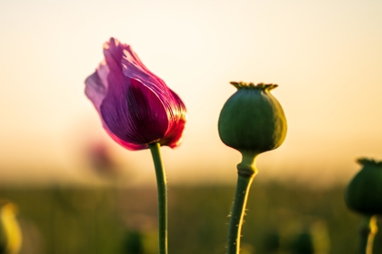 Poppy Opium Flower